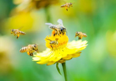 L’importante funzione di impollinazione da parte delle api