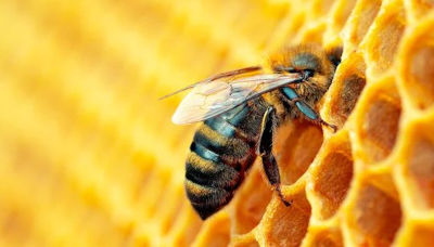 La società delle api è organizzata e complessa. Esiste una precisa gerarchia tra regina, operaia e fuco