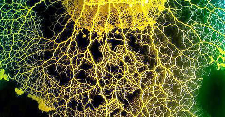 Physarum Polycephalum (Copyright David VILLA SCIENCEIMAGE CBI CNRS)